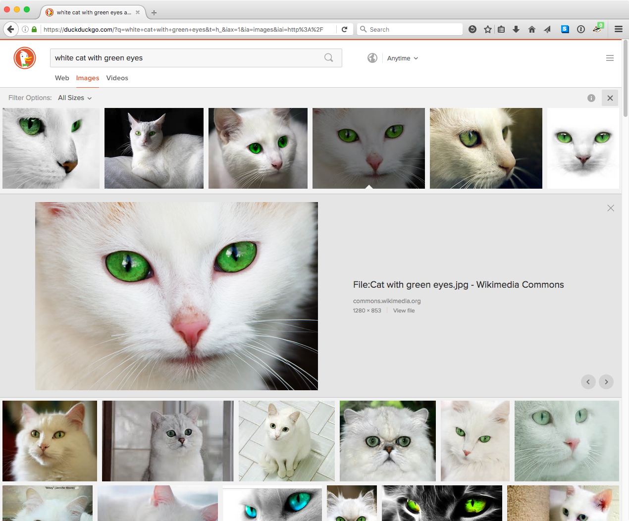 duckduckgo-white-cat-image-search