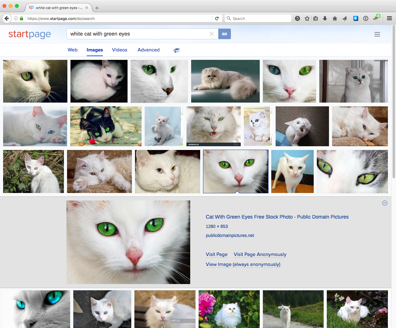 startpage-white-cat-image-search